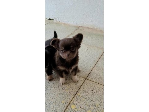 Teacup chihuahua yavrular