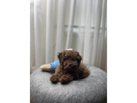 Toy poodle köpeğimiz