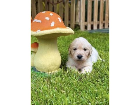 Bebek suratlı golden retriever bebeklerim