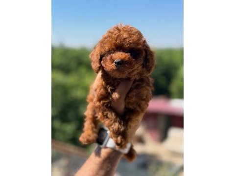 Teacup aşılı eğiitimli premıum toy poodle