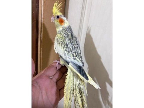 59 günlük bebek sultan papağanı