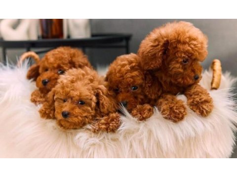 Toy poodle 0 numara kore kan