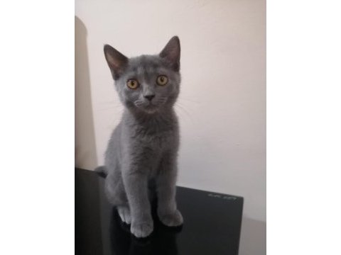 British shorthair iki buçuk aylık yavrular