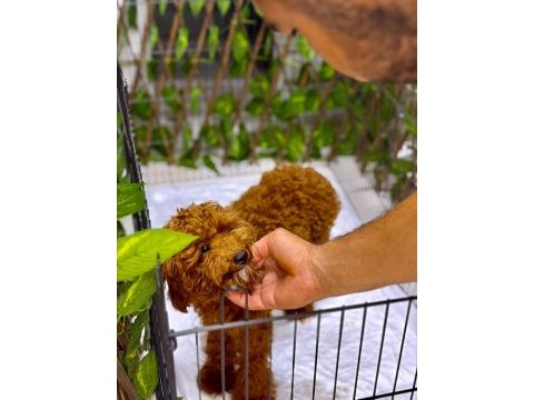 Poodle erkek
