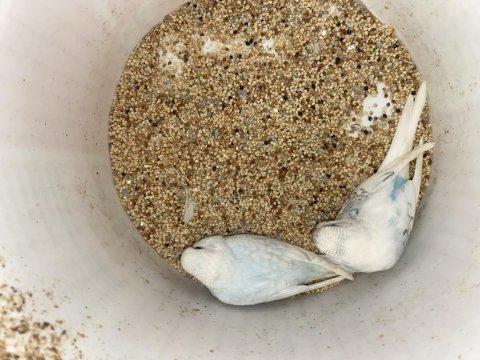Yeni yeme düşmüş muhabbet kuşu yavrular