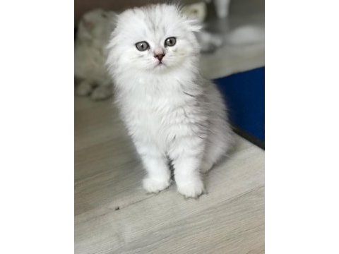 British longhair yavrular