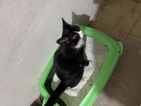 Tekir kedicik 1 yaşında
