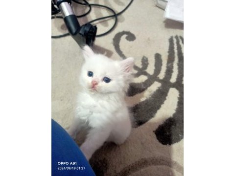 Sevimli british longhair kediler