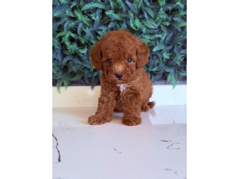 Sakarya toy poodle