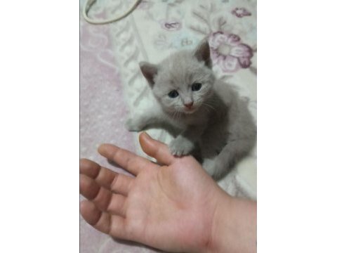 British shorthair bebekler - erkek ve dişi
