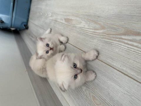 Scottish fold long hair