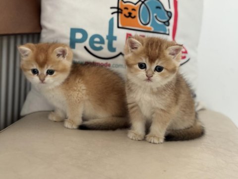 Ankarada ziyarete açık golden british shorthair