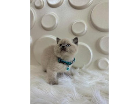2 aylık british shorthair blue point