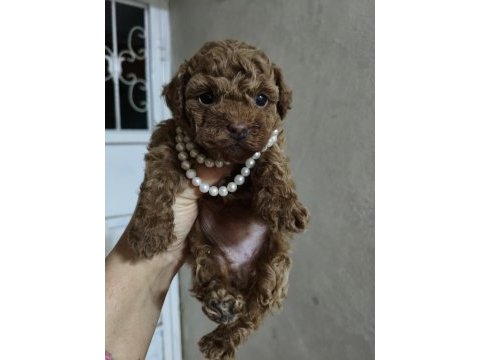 Dişi poodle yavrumuz