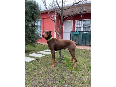 2 yaşında kızıl doberman temel itaat eğitimi mevcuttur