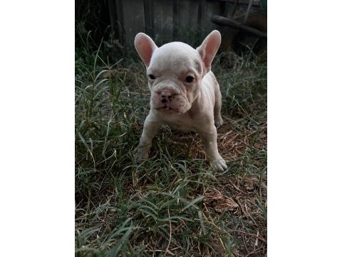 Sevimli french bulldog yavrularımız