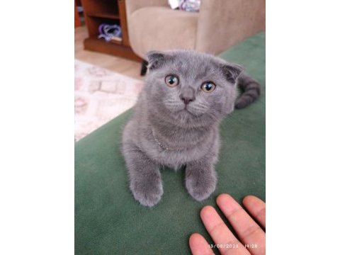 Sahiplendirme scottish fold