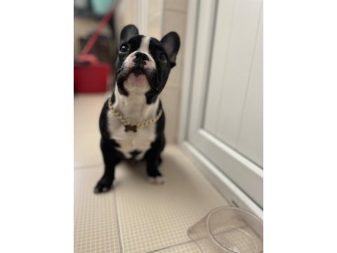 5 aylık fransız bulldog erkek