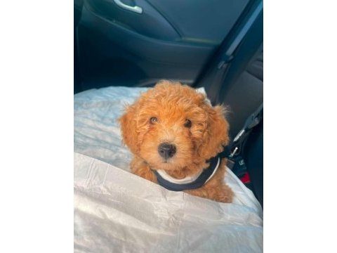 Erkek toy poodle