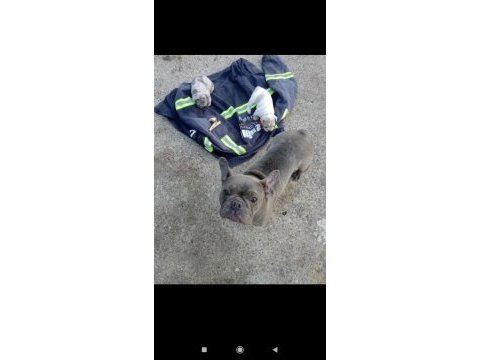 French bulldog yavru 30 günlük dişi ve erkek