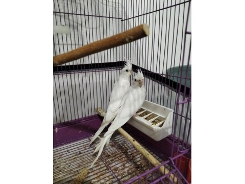2 adet kırmızı göz albino yavru sultan