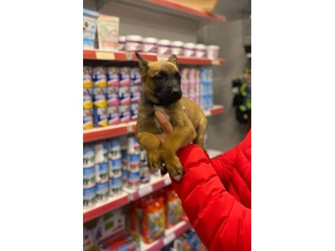 Safkan malinois yavrularımız