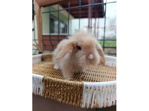 Hollanda teddy lop tavşan yavrular