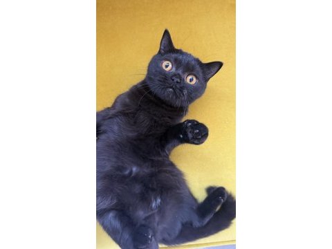 Black british shorthair