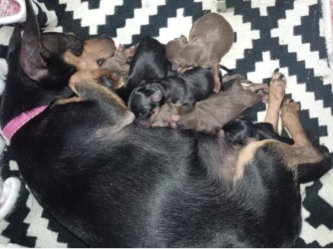 Sıfır numara pinscher orjinal