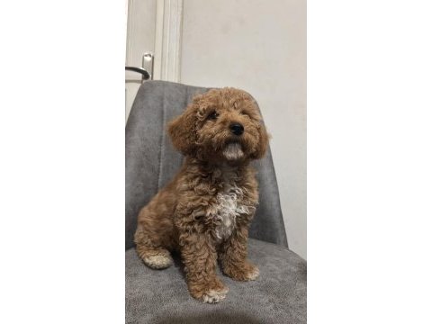 Köpeğimiz paris yeni yuvasını arıyor