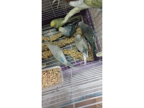 Ele alısık yeni yeme düşmüş yavrular
