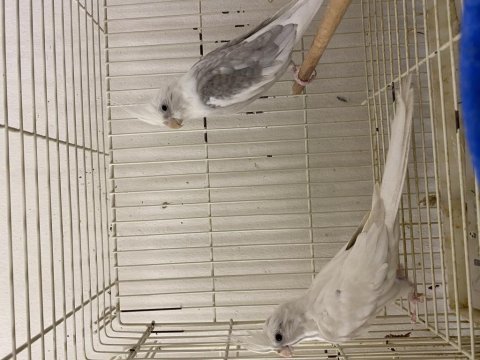 Toplu takım albino lutino grey wifi karışık sultan papağanı