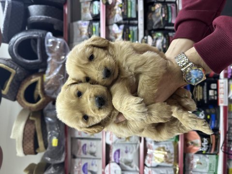 Golden retriever bebekler