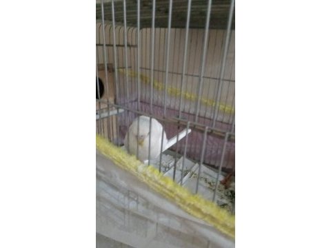 Sahiplendirmek üzere muhabbet kuşu