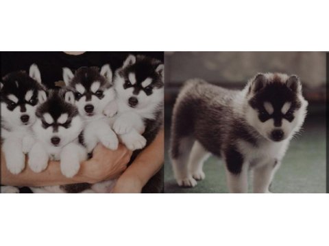 Husky yavrumu yeni yuvasını arıyor