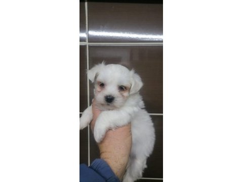 Maltese terrier yavrular rezerve açık