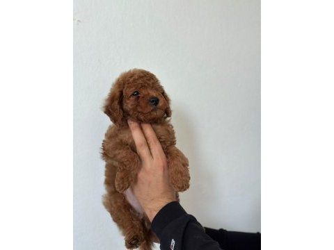 1 erkek 2 dişi poodle yavrularımız