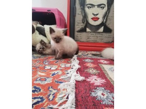 Anne altında siyam kedisi