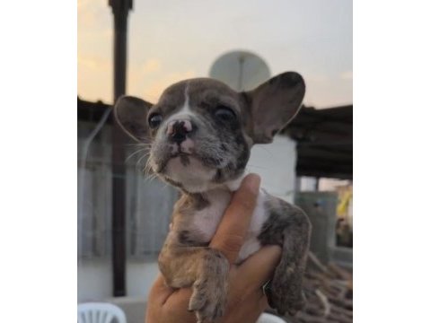 French bulldog yavrular
