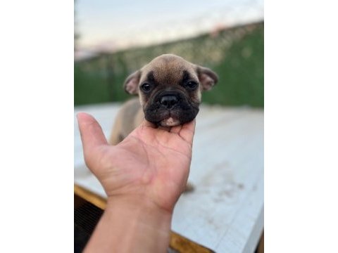 French bulldog yavrular sakarya