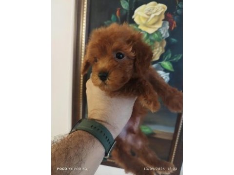 Red brown üst kalite toy poodle korekan yavrular
