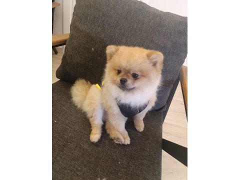 2 yaşındaki pomeranian boo oğlumuzu veriyoruz