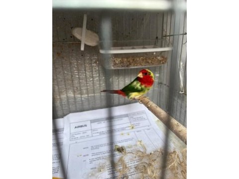 Ağır parçalı parrot goldian finch cinemonlar