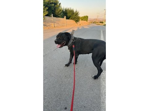 Cane corso yavrularımız