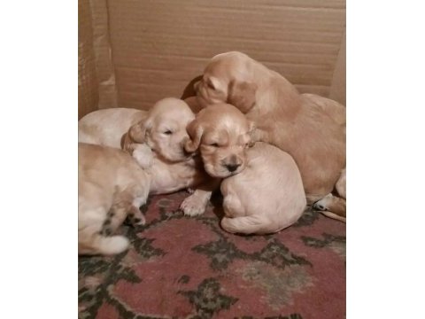 American cocker köpeği
