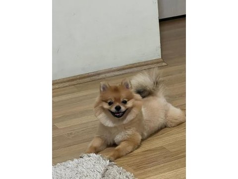 Satılık değildir çiftleştirilmeye ihtiyacı var pomeranian