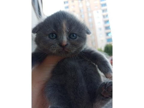 Ücretli melez kedimiz