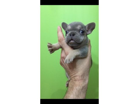 Lilac tan erkek french bulldog bebeğimiz yeni evini arıyor