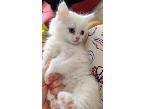 British shorthair kedilerimiz