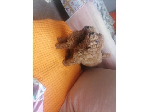 50 günlük toy poodle teacup küçük boy bebeklerim